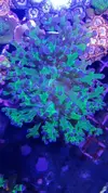 [TodoMarino.com] Euphillia ancora, zoanthus varios, daisy polyps- Alcalá de Henares-Los Santos de la Humosa