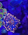 [TodoMarino.com] Euphillia ancora, zoanthus varios, daisy polyps- Alcalá de Henares-Los Santos de la Humosa