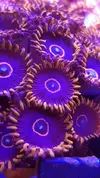 [TodoMarino.com] Euphillia ancora, zoanthus varios, daisy polyps- Alcalá de Henares-Los Santos de la Humosa