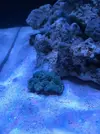 [TodoMarino.com] Nuevo cubo reef 125 lts