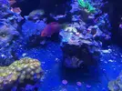 [TodoMarino.com] Venta de peces. Girona. - Barcelona