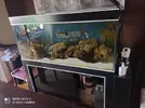 [TodoMarino.com] venta de acuario, mesa y sump - madrid