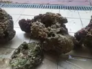 [TodoMarino.com] Roca viva - Rivas Vaciamadrid