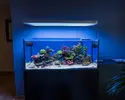 [TodoMarino.com] Desmonto acuario 400l (Madrid) - Madrid