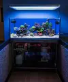 [TodoMarino.com] Desmonto acuario 400l (Madrid) - Madrid