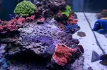 [TodoMarino.com] Desmonto acuario 400l (Madrid) - Madrid