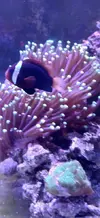 [TodoMarino.com] Amphiprion melanopus (Madrid) REGALADO