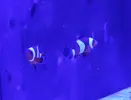 [TodoMarino.com] RedSea Reef 250 + Sump