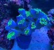[TodoMarino.com] Euphyllia toxic green 14 cabezas - Algeciras