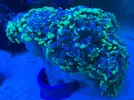 [TodoMarino.com] Euphyllia toxic green 14 cabezas - Algeciras