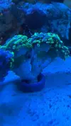 [TodoMarino.com] Euphyllia toxic green 14 cabezas - Algeciras