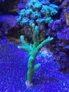 [TodoMarino.com] Vendo o cambio esqueje montipora digital verde - Torrelodones