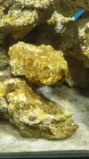 [TodoMarino.com] Fun Nano Reef 2.0