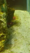 [TodoMarino.com] Fun Nano Reef 2.0