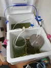 [TodoMarino.com] cultivo casero de rotifero (Brachionus plicatilis)