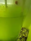 [TodoMarino.com] cultivo casero de rotifero (Brachionus plicatilis)