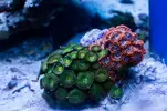 [TodoMarino.com] Desmonto acuario 400l (Madrid) - Madrid