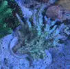 [TodoMarino.com] Regalo acropora MADRID SOLO - MADRID
