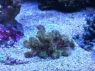 [TodoMarino.com] Pocillopora tricolor vendida