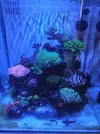 [TodoMarino.com] Nano reef