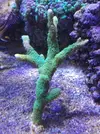 [TodoMarino.com] Vendo o cambio esqueje montipora digital verde - Torrelodones
