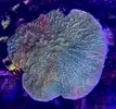 [TodoMarino.com] Montipora Grafted - Rivas Vaciamadrid - Madrid