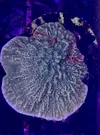 [TodoMarino.com] Montipora Grafted - Rivas Vaciamadrid - Madrid