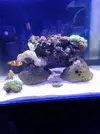 [TodoMarino.com] Algún compañero me regale coral blando para un nano