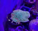 [TodoMarino.com] Montipora Grafted - Rivas Vaciamadrid - Madrid