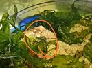 [TodoMarino.com] Q invertebrado es este?