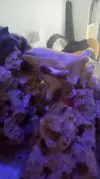 [TodoMarino.com] Por que se blanquea milka?