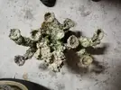 [TodoMarino.com] Estructura roca muerta BASTANTE CHULA - MALAGA