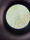 [TodoMarino.com] Identificación alga parda de rápido crecimiento