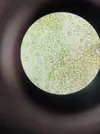 [TodoMarino.com] Identificación alga parda de rápido crecimiento