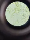 [TodoMarino.com] Identificación alga parda de rápido crecimiento