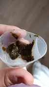 [TodoMarino.com] Identificación alga parda de rápido crecimiento