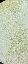 [TodoMarino.com] Identificación alga parda de rápido crecimiento