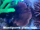 [TodoMarino.com] Pieza plato rojo - MADRID