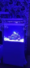 [TodoMarino.com] Cambio urna por piezas XL o 110 €