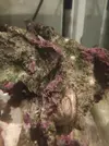 [TodoMarino.com] Cangrejo en roca viva. ¿Qué tipo de cangrejo es?