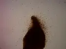 [TodoMarino.com] Identificación alga parda de rápido crecimiento