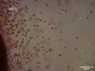 [TodoMarino.com] Identificación alga parda de rápido crecimiento