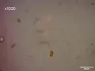[TodoMarino.com] Identificación alga parda de rápido crecimiento