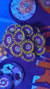 [TodoMarino.com] Enseña tus zoanthus