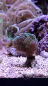 [TodoMarino.com] Esqueje Pocillopora tricolor, lobophyton L y anemonas cuadricolor rojas top color, - Madrid