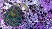 [TodoMarino.com] Esqueje Pocillopora tricolor, lobophyton L y anemonas cuadricolor rojas top color, - Madrid