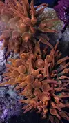 [TodoMarino.com] Esqueje Pocillopora tricolor, lobophyton L y anemonas cuadricolor rojas top color, - Madrid
