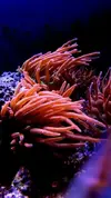 [TodoMarino.com] Esqueje Pocillopora tricolor, lobophyton L y anemonas cuadricolor rojas top color, - Madrid