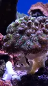 [TodoMarino.com] Esqueje Pocillopora tricolor, lobophyton L y anemonas cuadricolor rojas top color, - Madrid