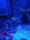 [TodoMarino.com] Vendo Esquejes ( montiporas varias) - Madrid